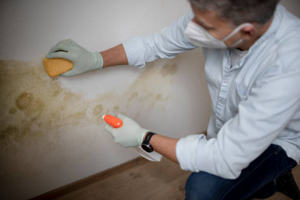 Best Professional Mold Removal  in Ridge Wood Heights, FL