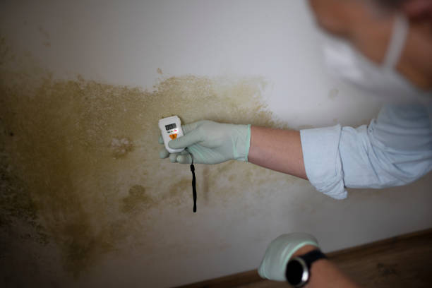 Best Emergency Mold Removal  in Ridge Wood Heights, FL