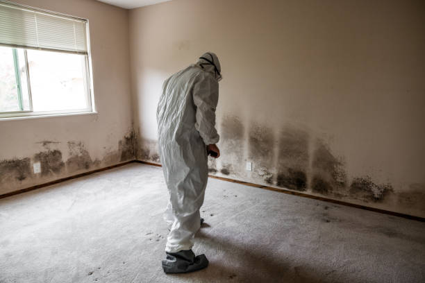 Crawl Space Mold Removal in Ridge Wood Heights, FL