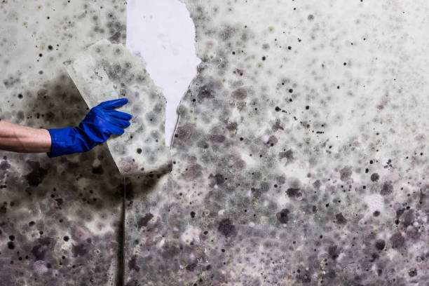 Best Home Mold Removal  in Ridge Wood Heights, FL